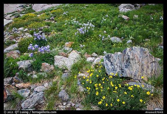 Wildflowers and boulders. Rocky Mountain National Park (color)