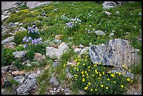 Wildflowers and boulders. Rocky Mountain National Park, Colorado, USA. (color)