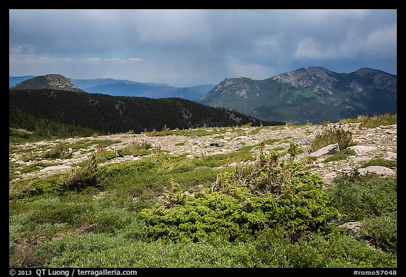 Bands of krummholz. Rocky Mountain National Park (color)