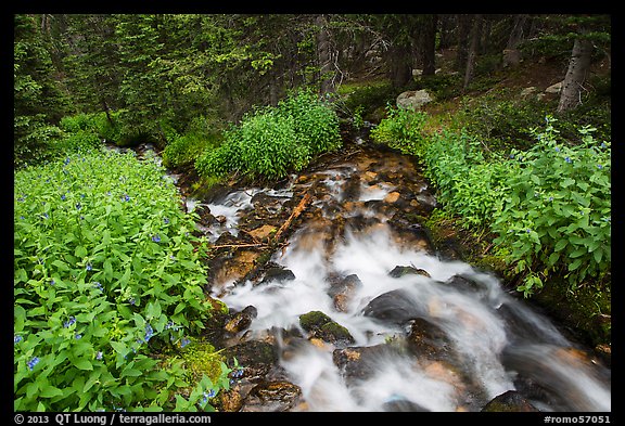 Stream cascading in forest. Rocky Mountain National Park, Colorado, USA.