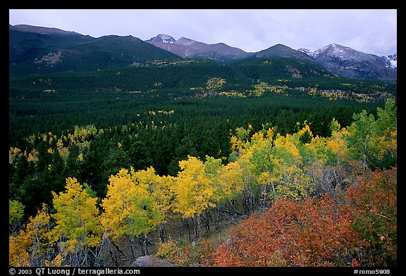 Scrub and yellow aspens in Glacier basin, fall. Rocky Mountain National Park, Colorado, USA.