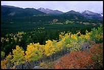 Scrub and yellow aspens in Glacier basin, fall. Rocky Mountain National Park, Colorado, USA. (color)