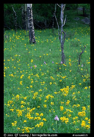 Wildflowers and trees in forest. Rocky Mountain National Park, Colorado, USA.