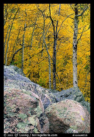 Boulder field and yellow aspens. Rocky Mountain National Park, Colorado, USA.
