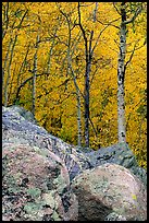 Boulder field and yellow aspens. Rocky Mountain National Park ( color)