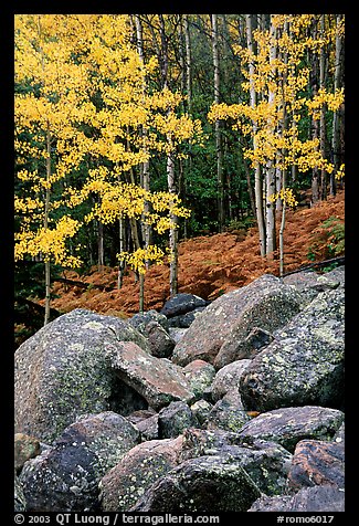 Boulders and forest with yellow aspens. Rocky Mountain National Park, Colorado, USA.