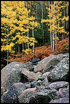 Boulders and forest with yellow aspens. Rocky Mountain National Park, Colorado, USA.