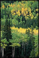 Aspens in various shades of fall colors. Rocky Mountain National Park, Colorado, USA.