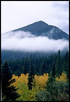 Trees, Fog, and Peak, Glacier Basin. Rocky Mountain National Park, Colorado, USA. (color)