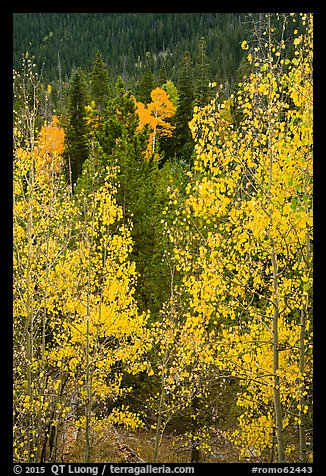 Golden Aspen leaves, Wild Basin. Rocky Mountain National Park, Colorado, USA.