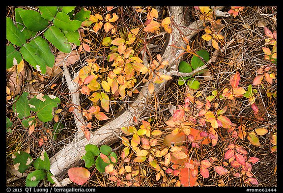 Close-up of ground with leaves in autumn. Rocky Mountain National Park, Colorado, USA.