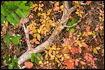 Close-up of ground with leaves in autumn. Rocky Mountain National Park ( color)