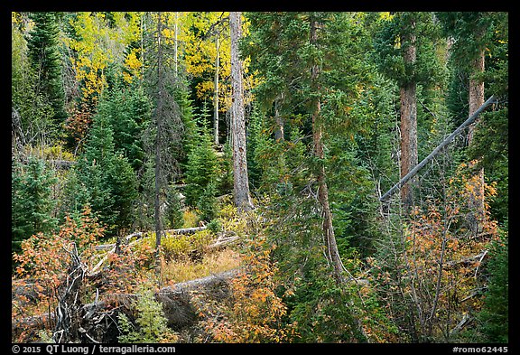 Forest in autumn, Wild Basin. Rocky Mountain National Park, Colorado, USA.