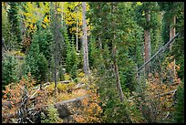 Forest in autumn, Wild Basin. Rocky Mountain National Park ( color)