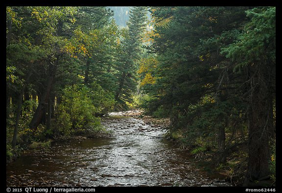 North St Vrain Creek flowing in dense forest, Wild Basin. Rocky Mountain National Park, Colorado, USA.