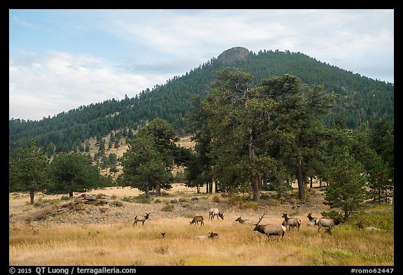 Elk herd and hill in autumn. Rocky Mountain National Park, Colorado, USA.