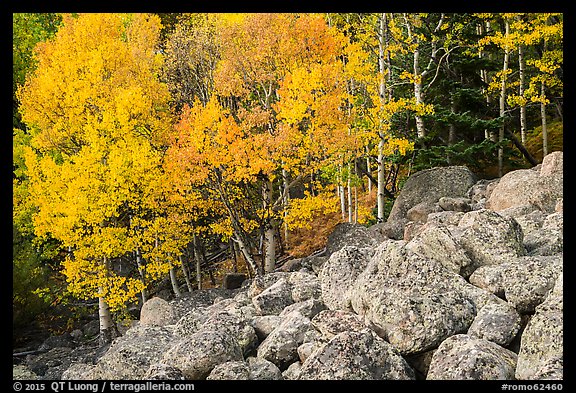 Aspens and boulders in autumn. Rocky Mountain National Park (color)