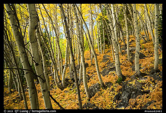 Forest in autumn, Glacier Basin. Rocky Mountain National Park, Colorado, USA.
