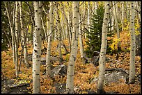 Mixed forest with aspen in autumn. Rocky Mountain National Park ( color)