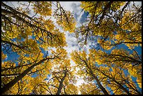 Looking up aspen grove in autumn. Rocky Mountain National Park ( color)
