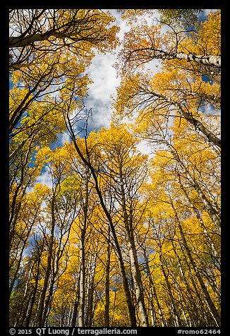 Aspen grove with golden leaves in autumn. Rocky Mountain National Park, Colorado, USA.