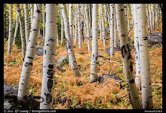 Aspens and ferns in autumn. Rocky Mountain National Park (color)