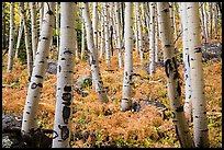 Aspens and ferns in autumn. Rocky Mountain National Park ( color)