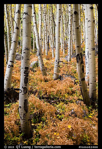 Aspen grove and ferns on forest floor in autumn. Rocky Mountain National Park, Colorado, USA.