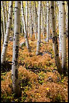 Aspen grove and ferns on forest floor in autumn. Rocky Mountain National Park ( color)