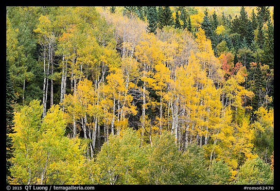 Aspen grove in autumn. Rocky Mountain National Park, Colorado, USA.
