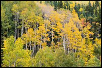 Aspen grove in autumn. Rocky Mountain National Park ( color)