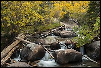 Stream above Alberta Falls in autumn. Rocky Mountain National Park ( color)