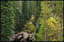 Stream flowing in forested gorge. Rocky Mountain National Park ( color)
