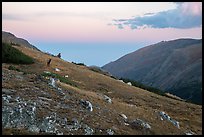 Alpine tundra at sunset with Elk. Rocky Mountain National Park ( color)