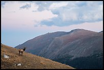 Elk on alpine slopes. Rocky Mountain National Park ( color)