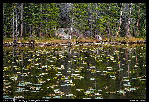 Water lillies and trees, Nymph Lake. Rocky Mountain National Park, Colorado, USA.