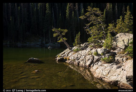Trees on shore of Dream Lake. Rocky Mountain National Park, Colorado, USA.