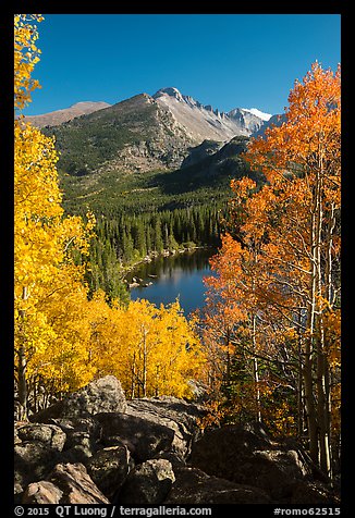 Yellow and orange aspens framing Bear Lake and Longs Peak. Rocky Mountain National Park, Colorado, USA.