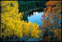 Aspen in autumn foliage and Bear Lake. Rocky Mountain National Park ( color)
