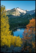 Longs Peaks, Bear Lake, yellow and orange aspens. Rocky Mountain National Park ( color)