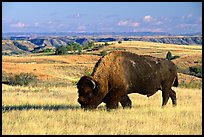 Bison grazing in  prairie. Theodore Roosevelt National Park, North Dakota, USA.