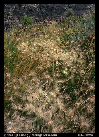 Barley grasses with badlands in background, North Unit. Theodore Roosevelt  National Park (color)