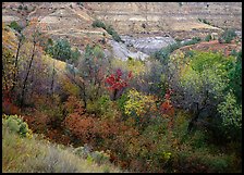 Fall foliage and badlands, North Unit. Theodore Roosevelt National Park ( color)