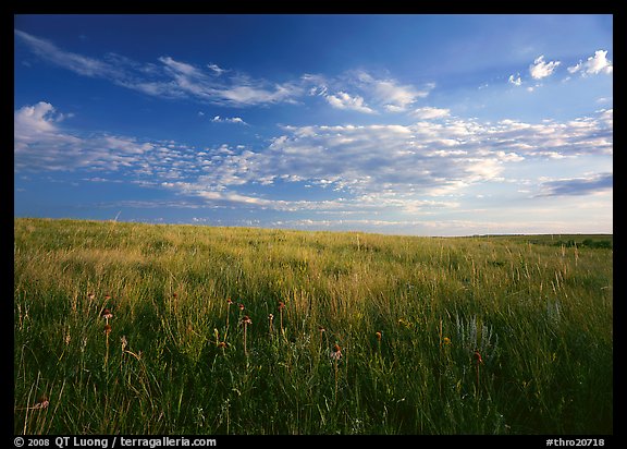 Tall grass prairie and wildflowers, South Unit, late afternoon. Theodore Roosevelt  National Park (color)