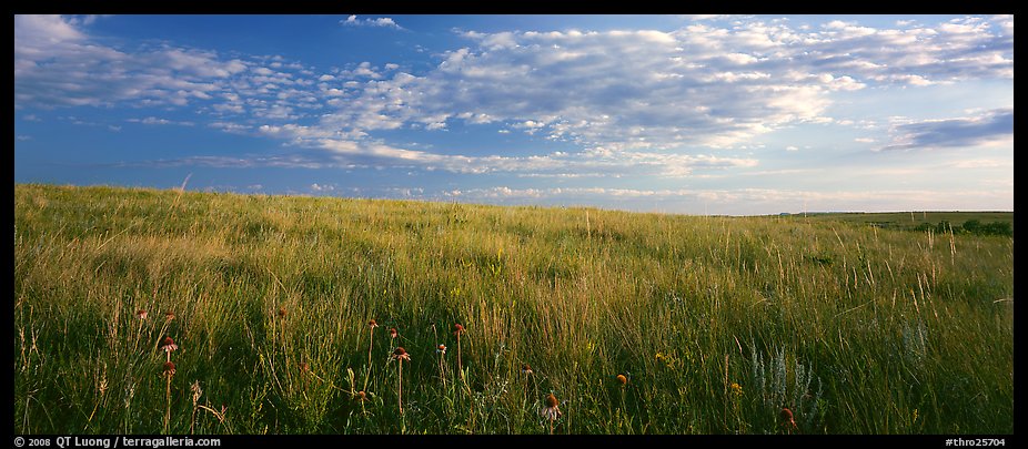Tall grass prairie landscape, South Unit. Theodore Roosevelt National Park, North Dakota, USA.