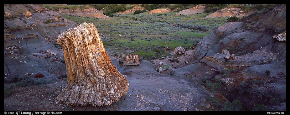 Petrified stump. Theodore Roosevelt National Park, North Dakota, USA.