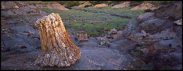 Petrified stump. Theodore Roosevelt National Park (Panoramic color)