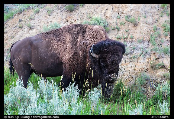 Bison. Theodore Roosevelt National Park, North Dakota, USA.