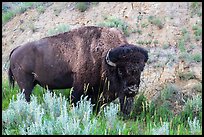 Bison. Theodore Roosevelt National Park, North Dakota, USA. (color)