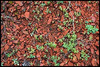 Close-up of natural red brick. Theodore Roosevelt National Park, North Dakota, USA. (color)